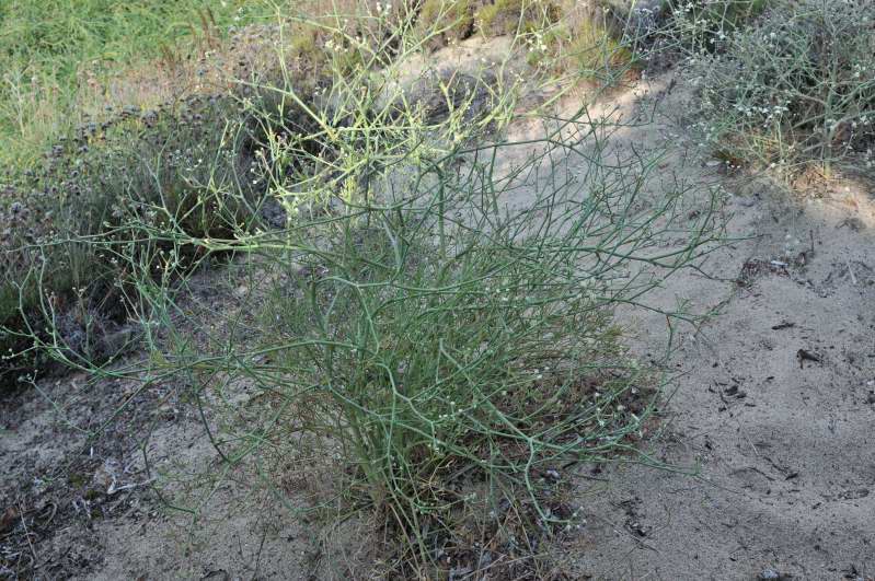 Seseli tortuosum / Finocchiella mediterranea